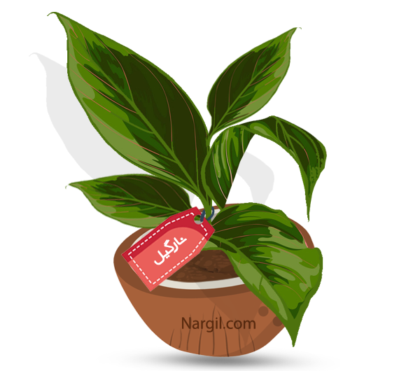 Nargil_Aglaonema Nitidum